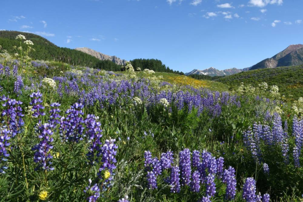 Lupine-Lupinus-ssp.--scaled-960x500_c